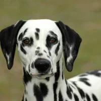 سگ دالمیشن ماده