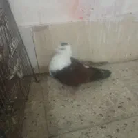 چند تا کبوتر گرفتنی پرشی