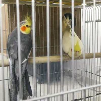 پرنده