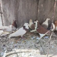 ۶تا کفتر نقش هوایی پرشی