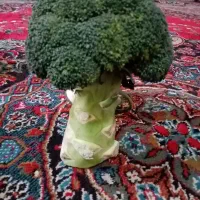 سنتی طبیعی سیب سرکه