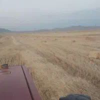 کاه گندم ابی و دیم