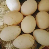 تخم نطفه دار سیکای سفید