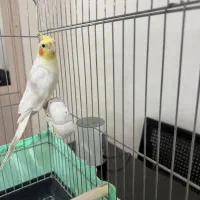 عروس هلندی آلوبینا