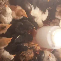 جوجه محلی|حیوانات مزرعه|رشت, آزادگان|دیوار