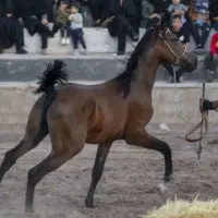 فروش اسب در نژادهای  بومی رفسنجان و درهشوری