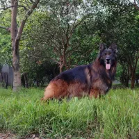 سگ ژرمن شولاین