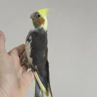 طوطی عروس جوجه