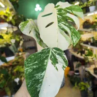 گلو گیاه خاص مانسترا برگ انجیری ابلق سرخس پیناتوم