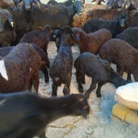 میش و بره|حیوانات مزرعه|خنداب, |دیوار