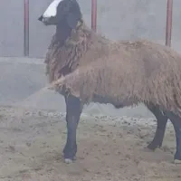 قوچ پرواری