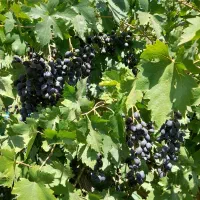 انگور (سیاه)ردبول فرانسه