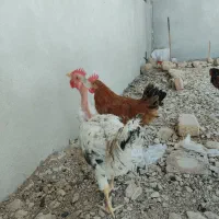 چند عدد خروس جوان