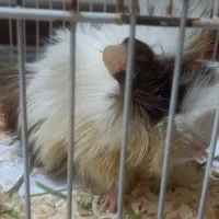 خوکچه هندی ۲ ماهه نر بازی گوش