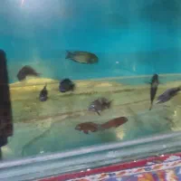 ترفئوس ایکولا .دبوسی .ردمولیرو.کیپیلی