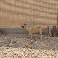 سگ ماده سرابی
