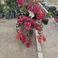 گل کاغذی|گل و گیاه طبیعی|لردگان, |دیوار