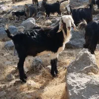 بعده تخمی