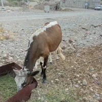 گاو فروشی