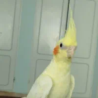 معاوضه ماده لوتینو دستی با نر آلبینو