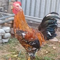 سلام دوتا خروس جوان