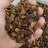 پخش عمده کشمش