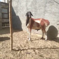 شیشک‌چینی دودندان