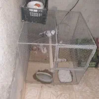 تهرانی با قفس