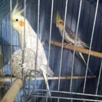 عروس هلندی نر و ماده مولد