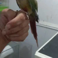 گرینچیک عروس مرغ عشق طوطی کوتوله