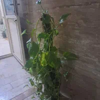 گل چماقی بزرگ،متوسط۲عددتوپر تا روز پدر حراج کردم