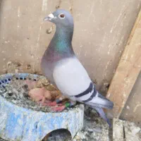 پلاکی عراق