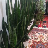 گل شمشیری