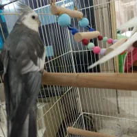 عروس هلندی مولد
