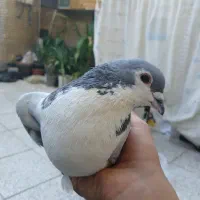 کفتر بدرنگ