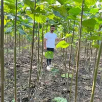 فروش ویژه نهال پالونیا