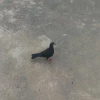 کفتر