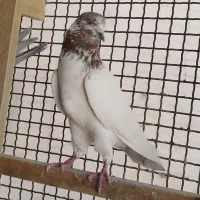 کفتر