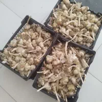 سیر خشک تازه الشتر
