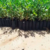 فروش عمده نهال پسته در ارومیه