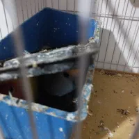 کوتوله برزیلی