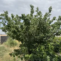 باغچه و باغ ۲۱۹ متری /لوکیشن باغی سندار|فروش زمین و ملک کلنگی|تهران, خانی‌آباد|دیوار