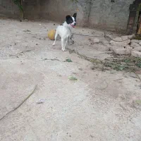 سگ پا کوتاه گرند