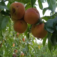 ارائه نهال میوه گلدانی