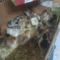جوجه ا روزه محلی و گلپایگان مینیاتوری