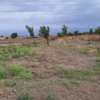 زمین باغی