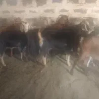 بز کهره