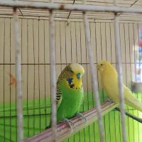 مرغ عشق اینگلیسی