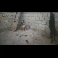 سگ نر سرخ
