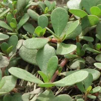 سبزی خرفه (پخله) فروشی